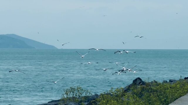 Active hunting flock of seagulls flying low and diving over Bosphorus Strait in Istanbul, Turkey. Scenic seascape with group of birds and coastal city hills on background. Summer travel scene.
