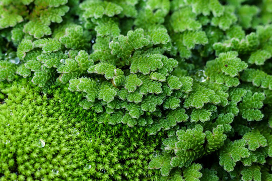 Vibrant green aquatic fern mosquito fern azolla floating plants surface water nature texture macro close up detail wet droplet fresh peaceful calm aquatic botany biology ecology flora foliage