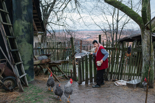 Woman feeding chickens in rural farmyard