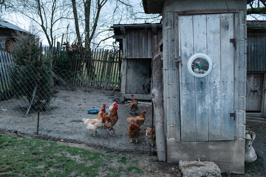 Chickens beside outhouse in rural yard