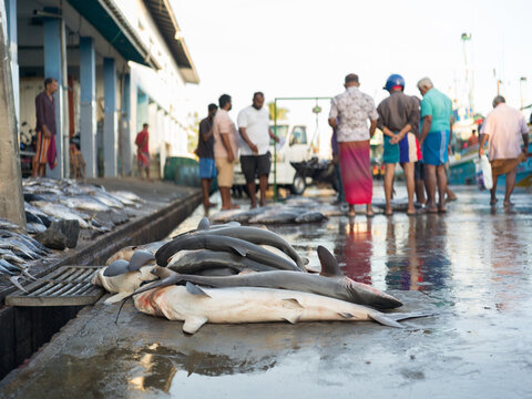 Baby Sharks for Sale at a Fish Market In Sri Lanka