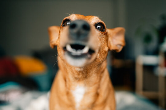 Dog Smiles While Sitting Indoors During the Day