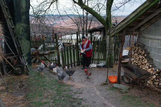 Woman feeding chickens in rural farmyard