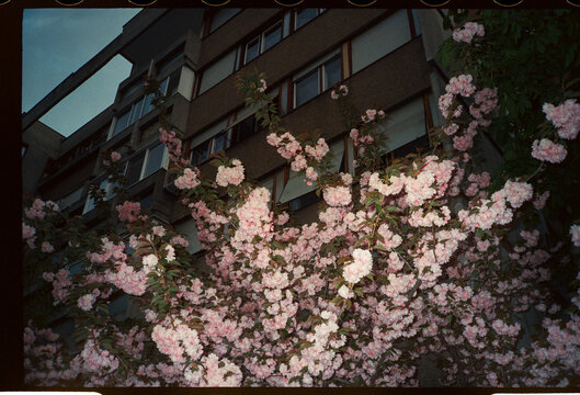Pink blossoms in front of apartment building