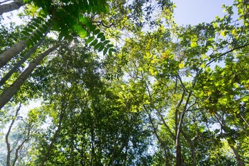 Fototapeta premium The natural beauty of Indonesia's mangrove forests with beautiful forests at sunrise.