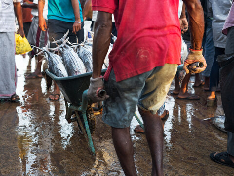People Working at a Fish Market in Early Morning Hours