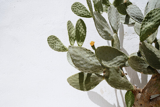 Cactus against white wall, Italy.
