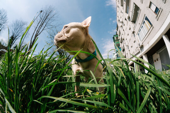French bulldog standing in tall grass