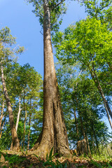 Fototapeta premium The natural beauty of Indonesia's mangrove forests with beautiful forests at sunrise.