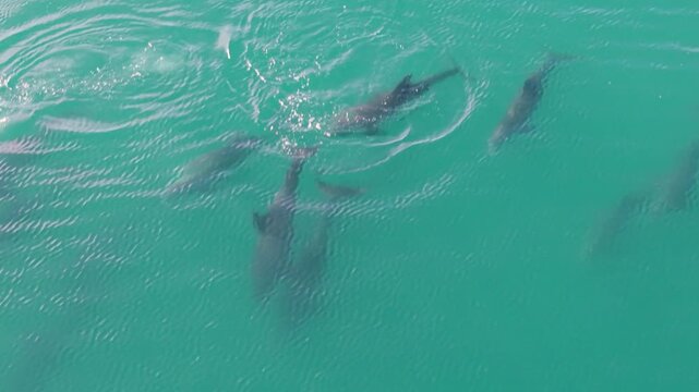Dolphins explore the water in the Sea of Cortez while a mother dolphin nurses her baby. Watch these dolphins interact in Baja California.