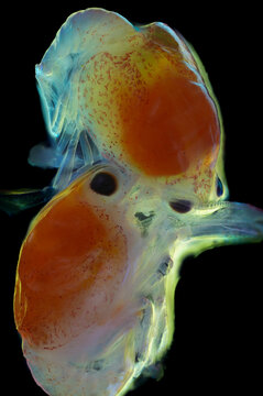 two Australian Lobster Larva Micrograph