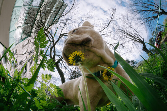 French bulldog with dandelions in grass