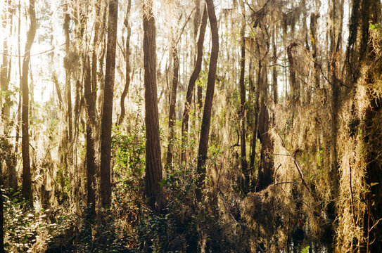 Okefenokee Swamp