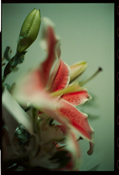 Pink lily bouquet close up