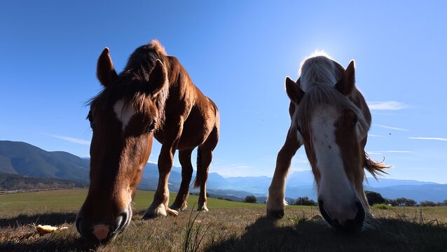 Grazing horses in green meadow from low angle