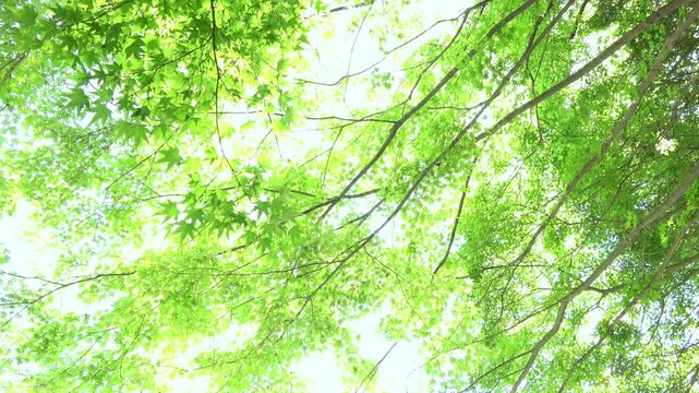 木漏れ日溢れる青もみじの新緑を見上げたショット 4K