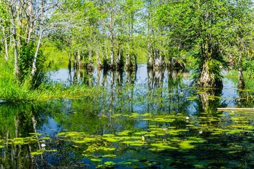 Obraz premium The natural beauty of Indonesia's mangrove forests with beautiful forests at sunrise.