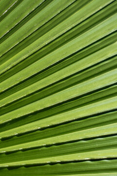 Sunlit Palm Leaf Texture