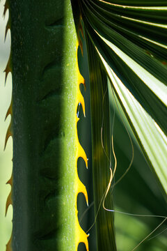 Thorned Palm Stem Detail