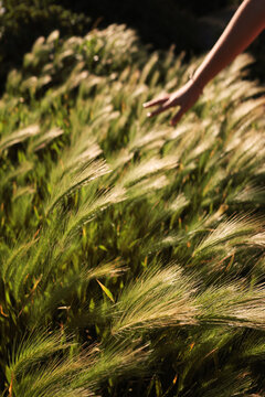 Hand Touching Grass. Nature sunset