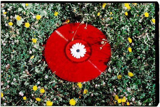 a red vinyl record lies in grass with a white daisy, 35mm film