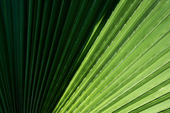 Teal Palm Frond Geometry