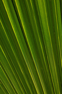 Large Dark Palm Frond