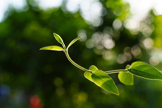 spring bud in sunshin
