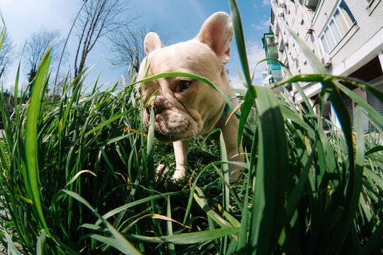 French bulldog sniffing grass in city lawn