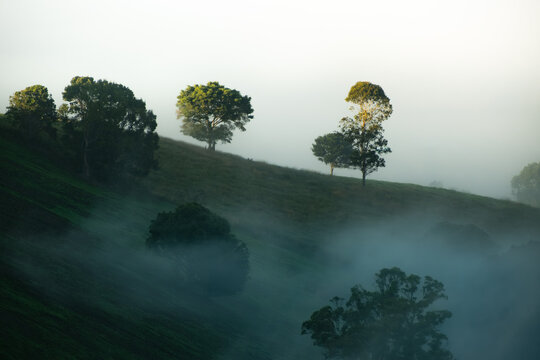 Trees on Hillside Emerging Through Morning Fog