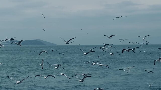 Active hunting flock of seagulls flying low and diving over sea waves in Bosphorus Strait, Istanbul, Turkey. Dramatic marine wildlife feeding frenzy with scenic islands silhouette. Travel concept.