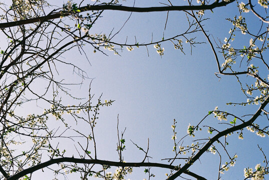 Intertwining branches of a blossoming plum tree against a blue sky.