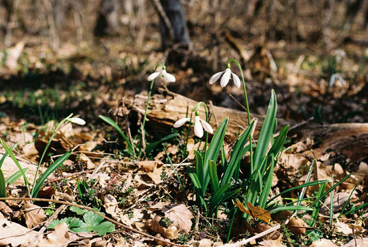 A clearing with many snowdrops in the forest in spring.