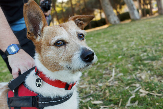Dog Plays in Park on Sunny Day 