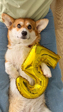 Corgi dog lying on lap holding golden number five balloon