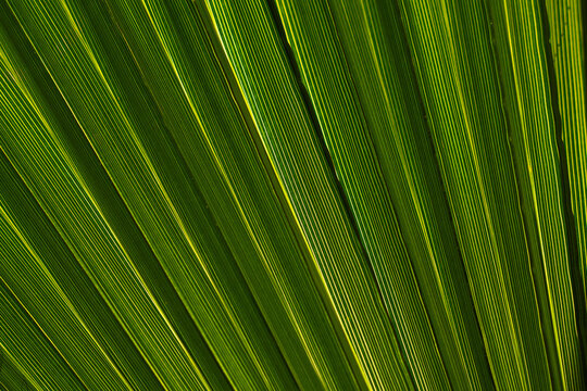 Bright Diagonal Palm Radiating Detail