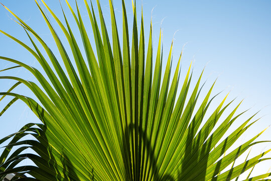 Fan Palm Fronds From Below with blue sky