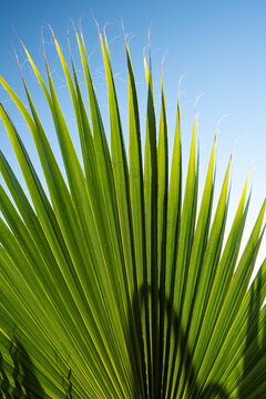 Fan Palm Against Blue Sky