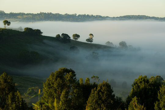 Trees on Hillside with Morning Fog