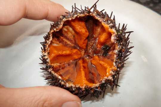 Sea Urchin. Gourmet food