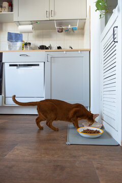 Domestic cat eating dry food in kitchen