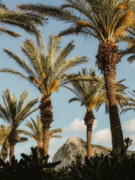 Sicilian Vives
