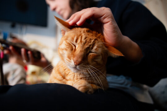 Woman petting orange cat