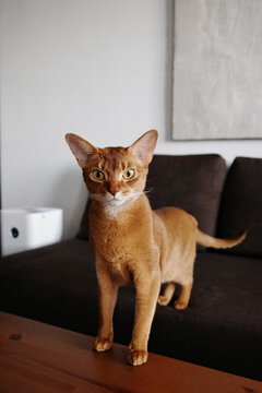 Abyssinian cat standing on wooden table looking at camera