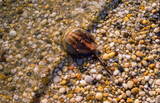 Horseshoe crab on a rocky beach