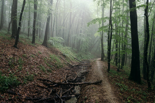 Foggy forest path with green foliage