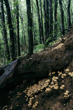 Mushrooms growing on fallen tree in the woods
