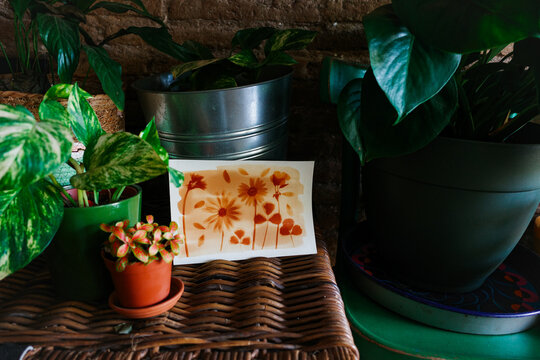 Botanic anthotype using turmeric powder