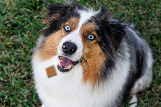 Australian Shepherd Dog