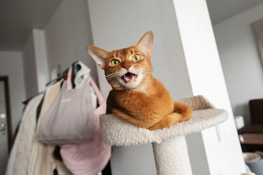 Abyssinian cat meowing loudly from cat tree